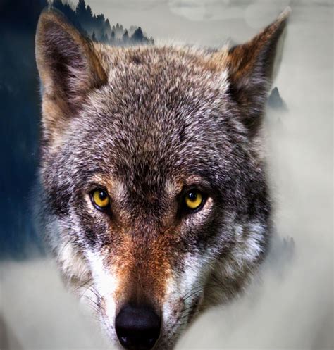 free wolf stock photos|wolf pictures to print.